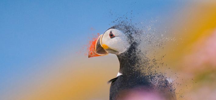 World Wide Fund for Nature | WWF